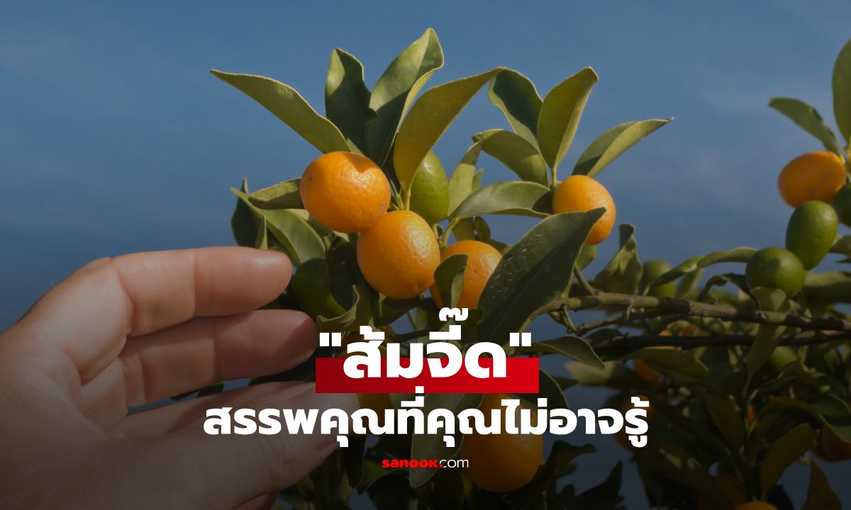 ส้มจี๊ดไม่ได้เป็นแค่ต้นไม้มงคล เผยสรรพคุณสุดจี๊ดที่คุณอาจไม่รู้