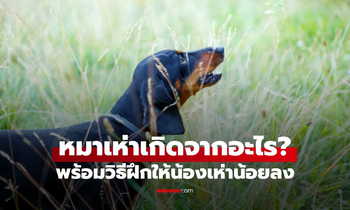 น้องหมาเห่าเกิดจากอะไร พร้อมวิธีฝึกให้น้องหมาเห่าน้อยลง