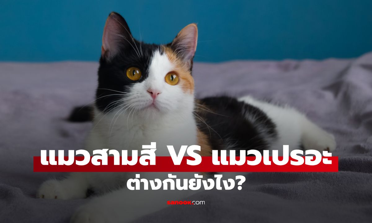 แมวสามสี vs แมวเปรอะ แยกความต่างให้ชัดเจน พร้อมวิธีเรียกให้ถูก