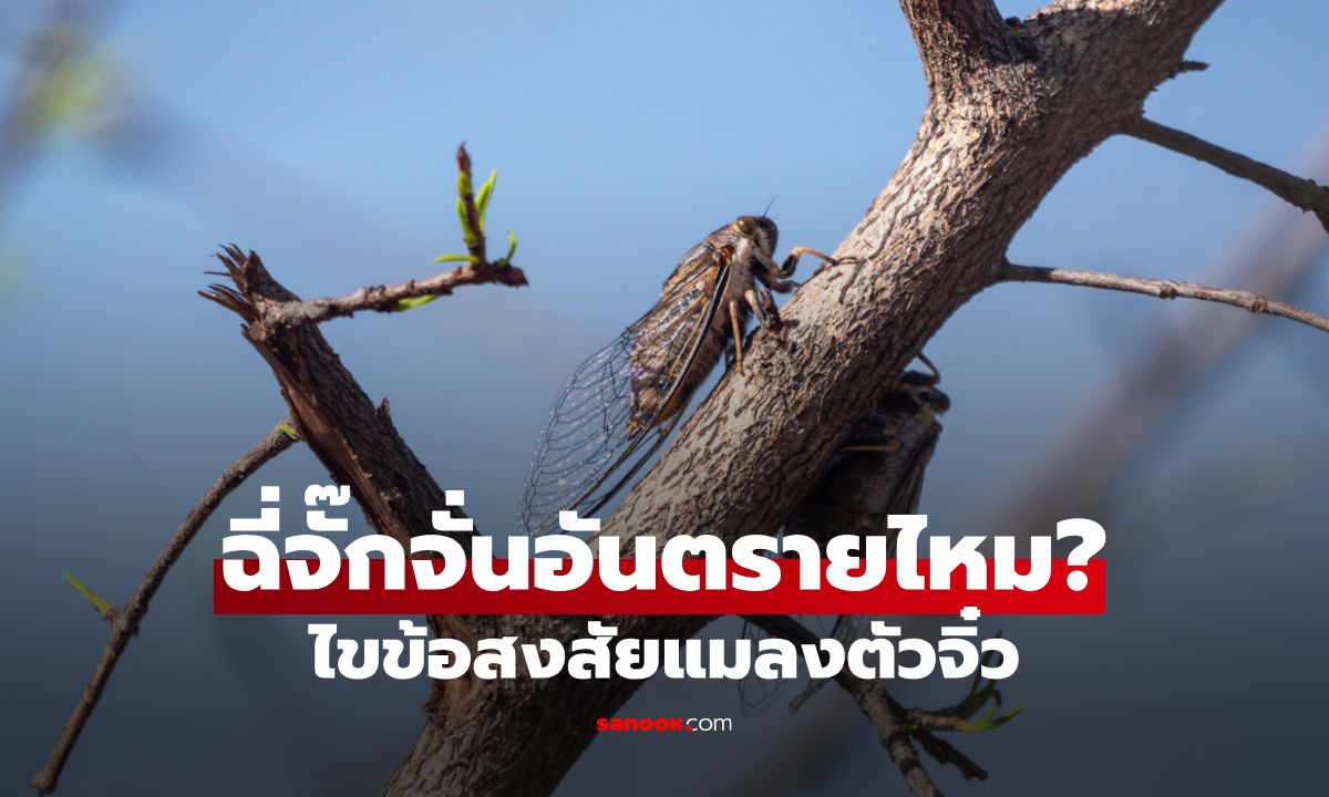 ไขข้อสงสัย: ฉี่จั๊กจั่นคืออะไร? ไม่ใช่ฉี่ แต่คือ “น้ำหวาน” ที่แมลงขับถ่ายออกมา