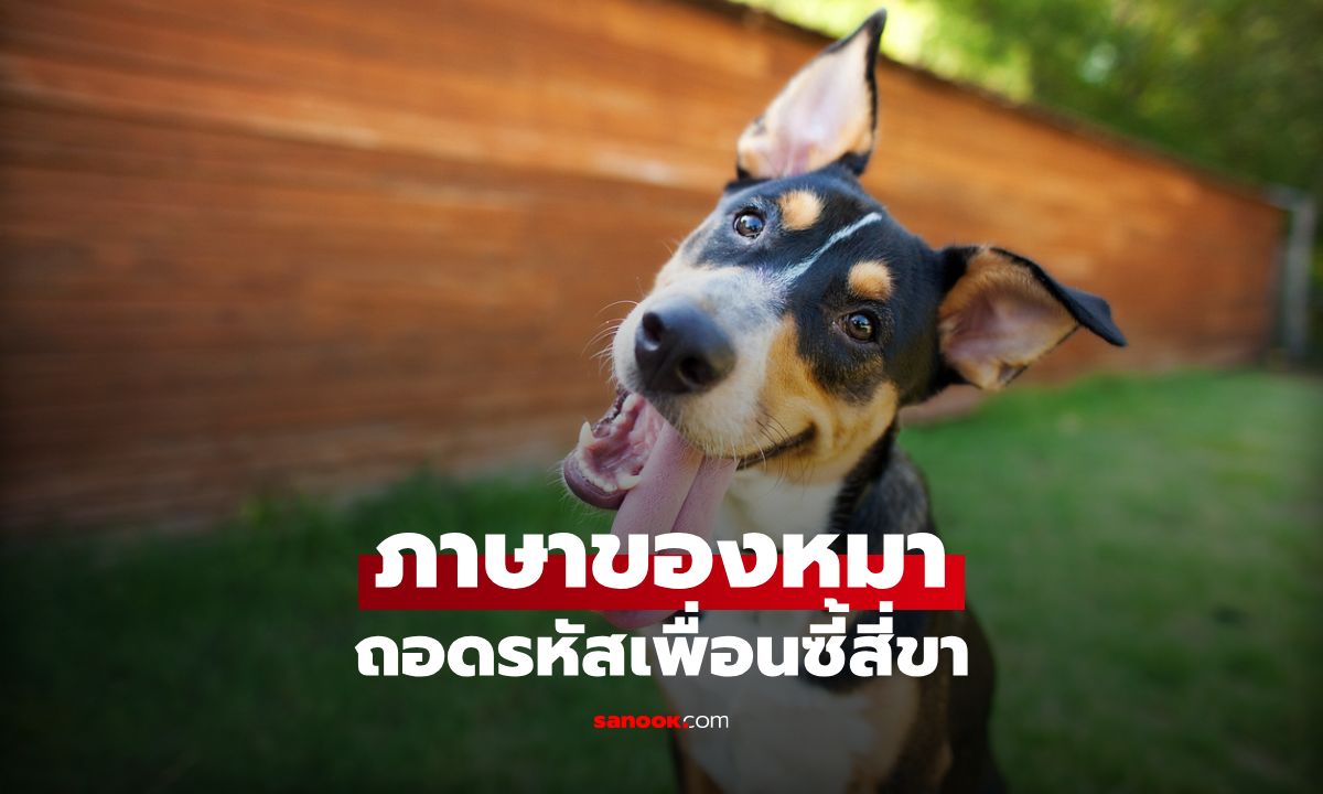 ภาษาของหมา ถอดรหัสการสื่อสารที่ซับซ้อนของเพื่อนซี้สี่ขา