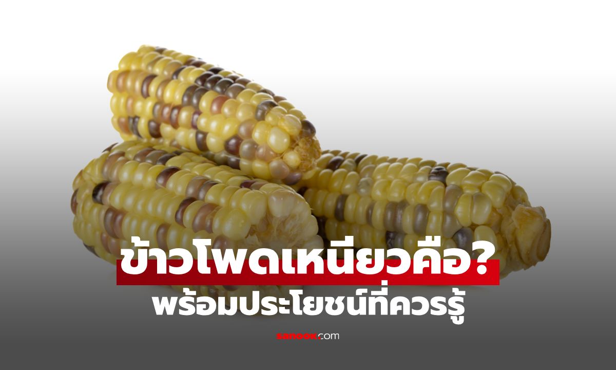 ข้าวโพดข้าวเหนียว: คืออะไร? ประโยชน์น่าทึ่งที่คุณไม่ควรพลาด