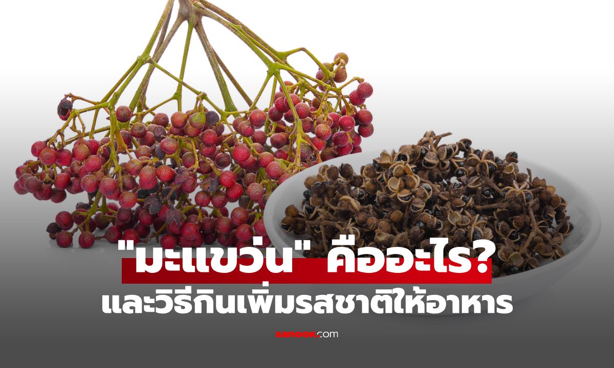 รู้จัก "มะแขว่น" สมุนไพรเผ็ดซ่า และวิธีกินเพิ่มรสชาติให้อาหาร