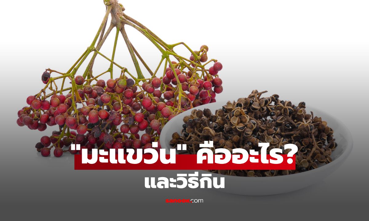 มะแขว่น: สมุนไพรเผ็ดซ่าแห่งล้านนา เพิ่มรสชาติอาหารเหนือให้ถึงใจ