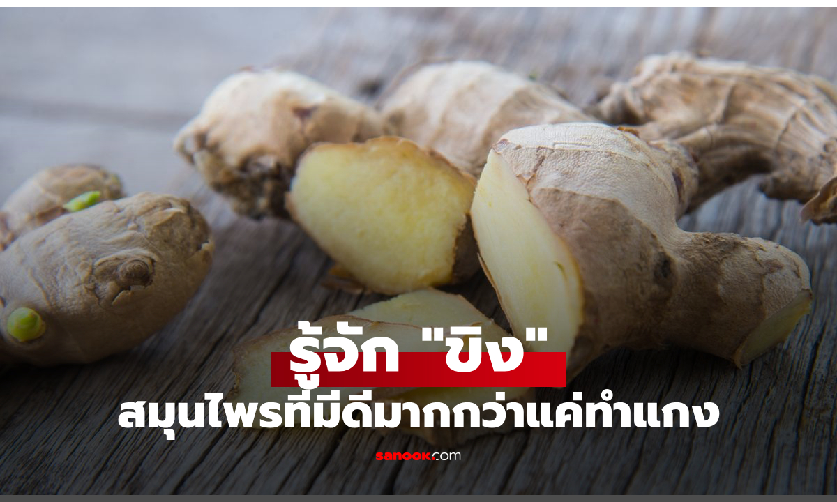 ขิง คืออะไร? รู้จักสมุนไพรเผ็ดร้อนที่มีดีมากกว่าแค่ทำแกง
