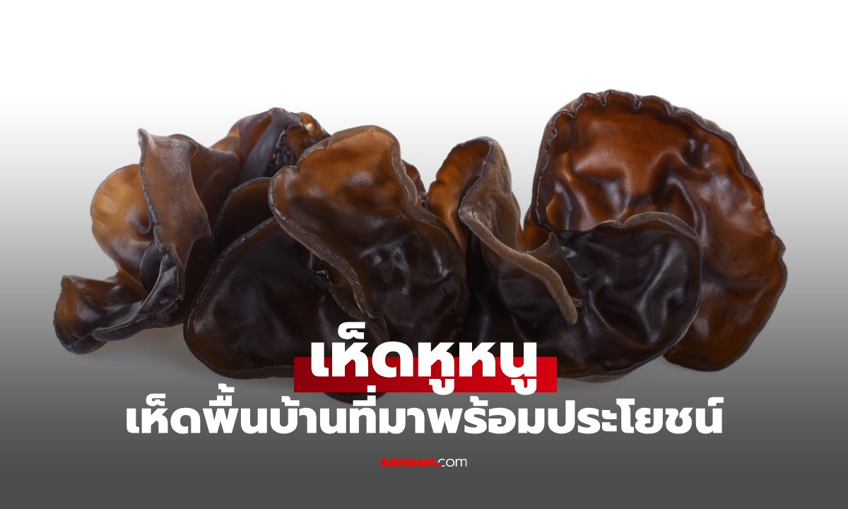 เห็ดหูหนูขาว เห็ดหูหนูดำ เห็ดพื้นบ้านเคี้ยวกรุบที่มาพร้อมประโยชน์