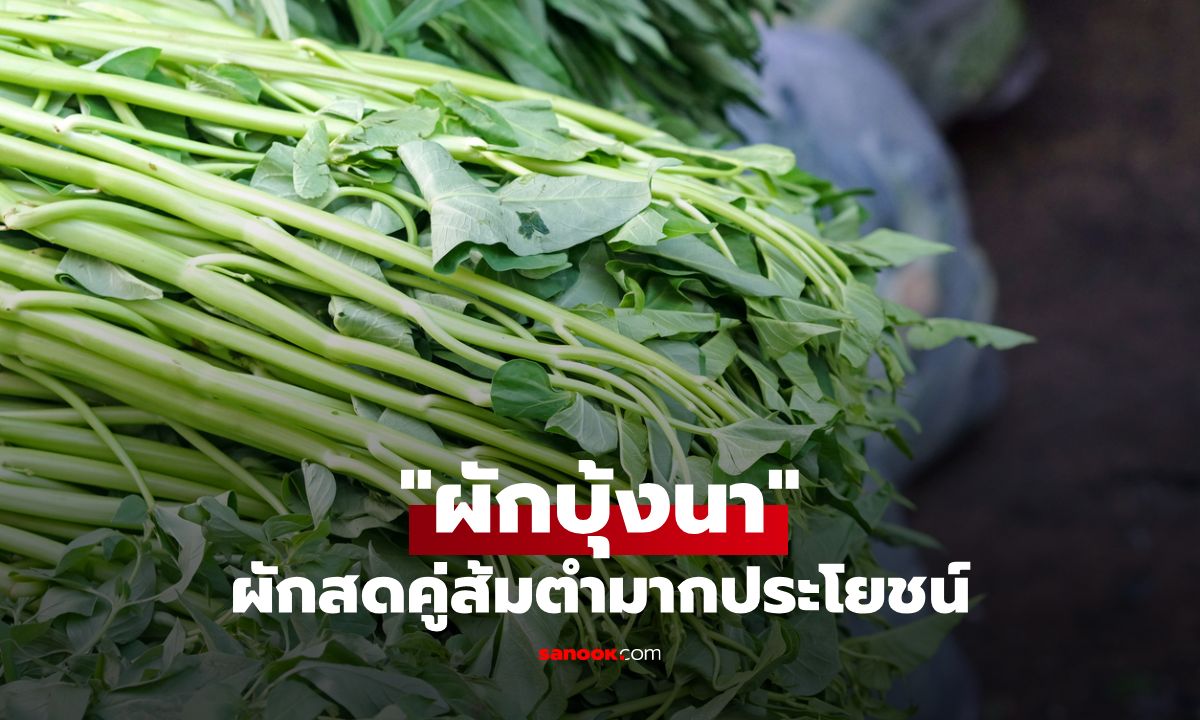 รู้จักผักบุ้งนา ผักสดเคียงคู่ส้มตำ พร้อมประโยชน์เต็มเปี่ยม