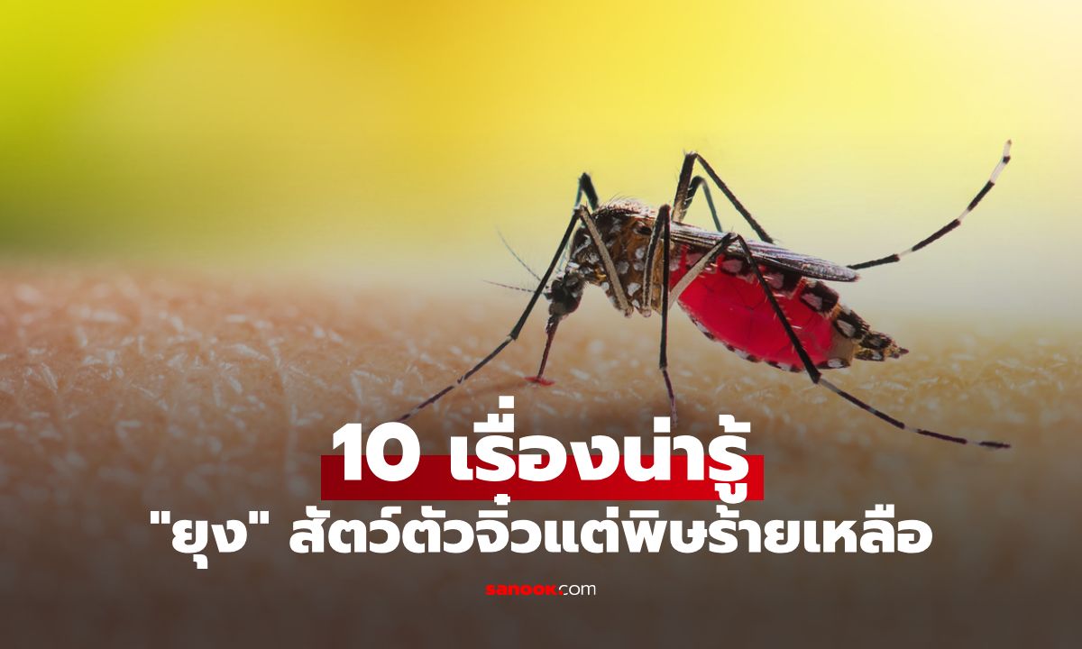10 เรื่องน่ารู้เกี่ยวกับ "ยุง" สัตว์ตัวจิ๋วแต่พิษร้ายเหลือ