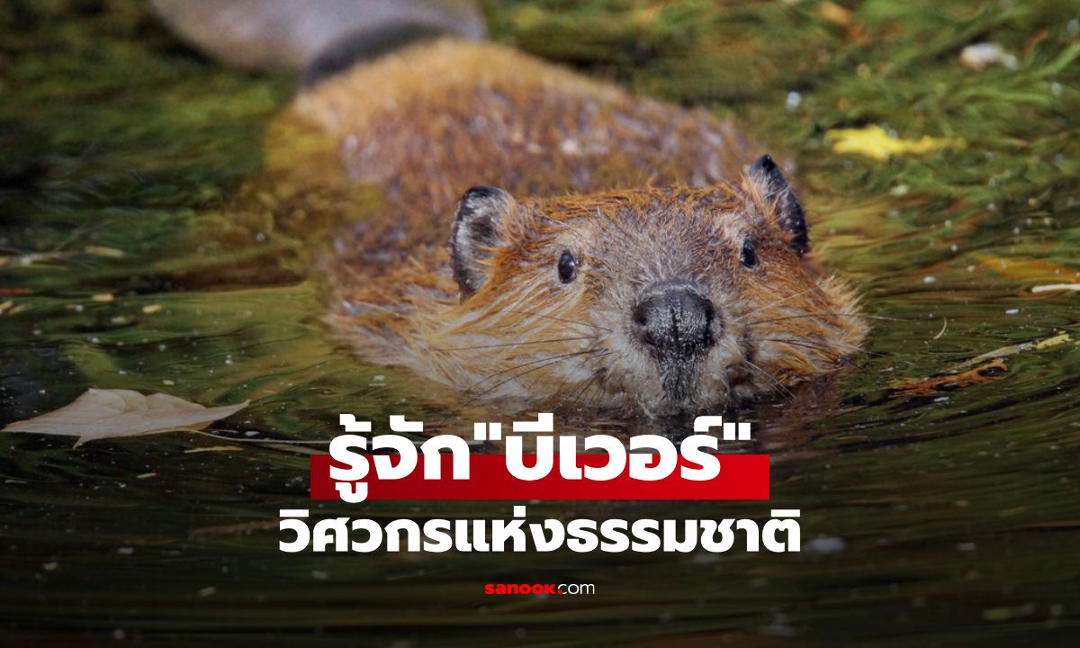 รู้จักบีเวอร์: วิศวกรแห่งธรรมชาติ ผู้สร้างบ้านและฟื้นฟูแหล่งน้ำ