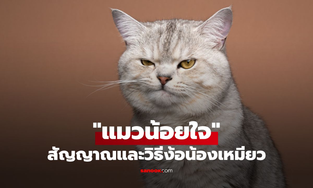 เข้าใจอาการ "แมวน้อยใจ" เมื่อเหมียวงอน สัญญาณและวิธีง้อให้กลับมารักกัน!