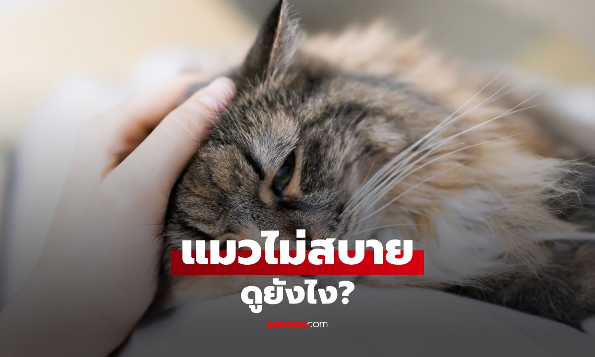 แมวไม่สบาย ดูยังไง? "พฤติกรรมเปลี่ยน" สัญญาณที่บอกว่าแมวไม่สบาย