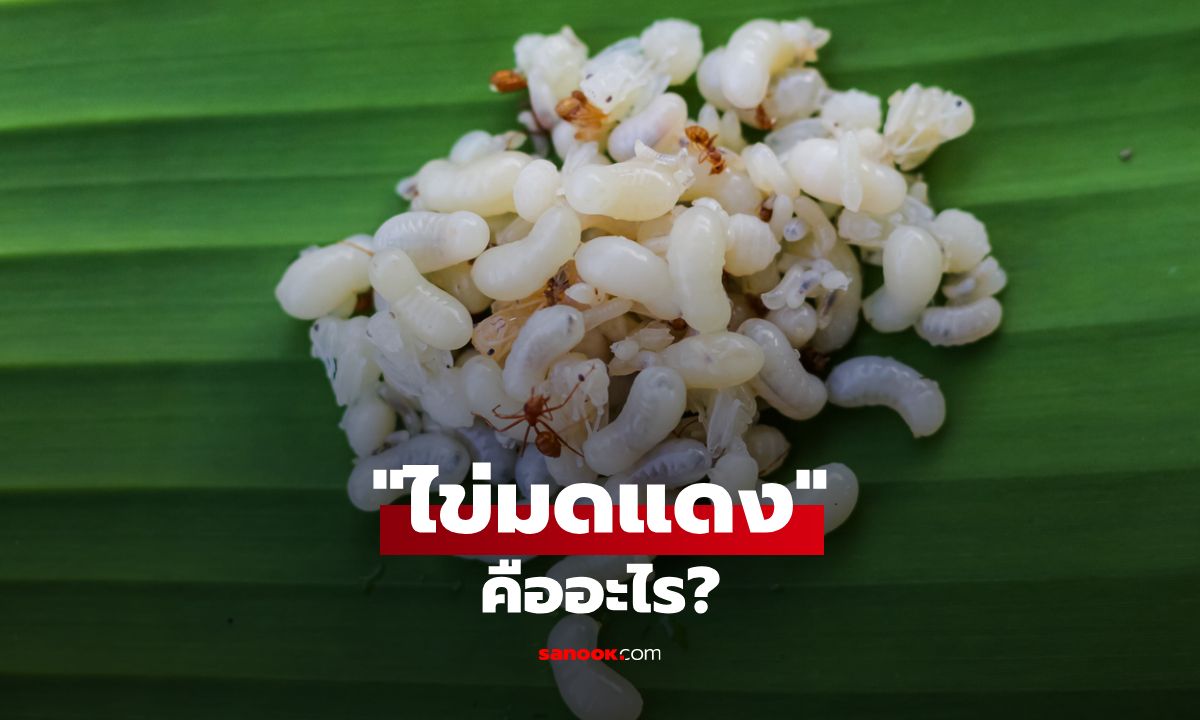 ไข่มดแดงคืออะไร? เผยประโยชน์และโทษ พร้อมวิธีเก็บตามภูมิปัญญาชาวบ้าน