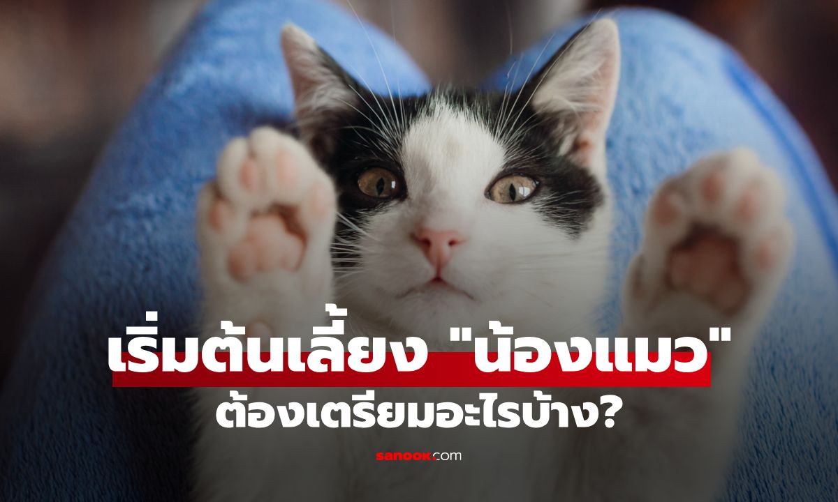 เลี้ยงแมว ต้องเตรียมอะไรบ้าง? คู่มือสำหรับมือใหม่หัดเป็นทาสแมว!