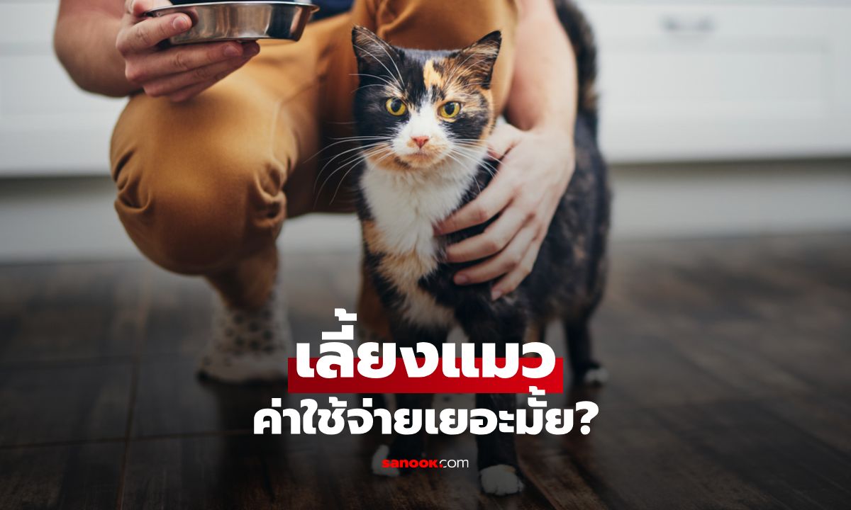 เลี้ยงแมว ค่าใช้จ่ายเยอะไหม? เจาะลึกสิ่งที่คุณต้องเจอเมื่อเลี้ยงแมว