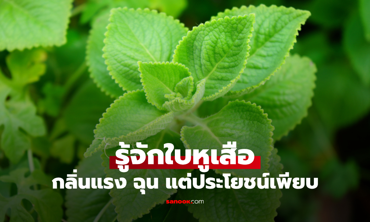 กลิ่นแรงแต่ดีต่อร่างกาย “ใบหูเสือ” ผักพื้นบ้านกลิ่นฉุน แต่สรรพคุณไม่ธรรมดา