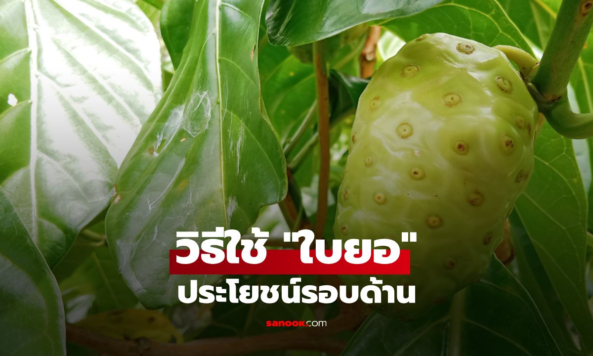 7 วิธีใช้ใบยอ ประโยชน์รอบด้านทั้งกิน ทา และพอก