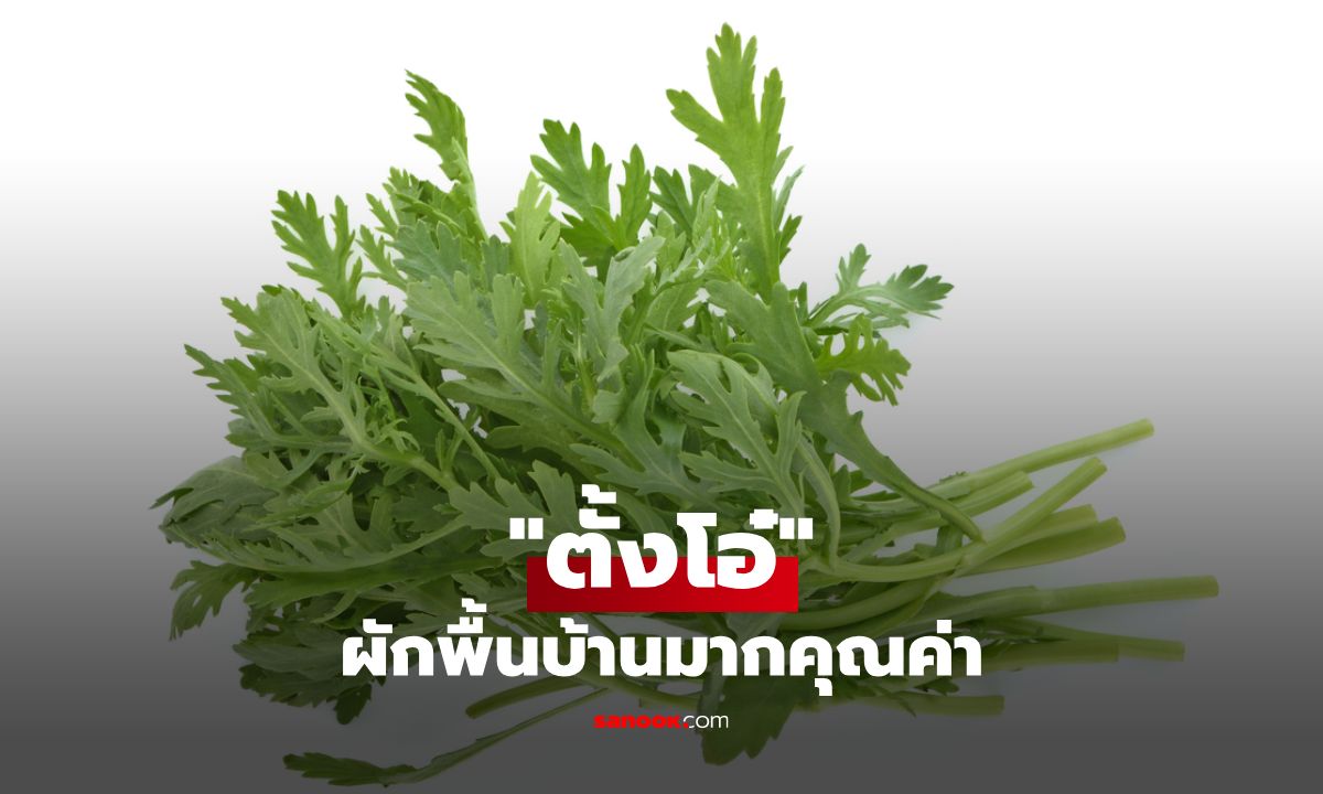 ตั้งโอ๋ผักพื้นบ้านมากคุณค่า ประโยชน์ล้นแต่มีข้อควรระวัง
