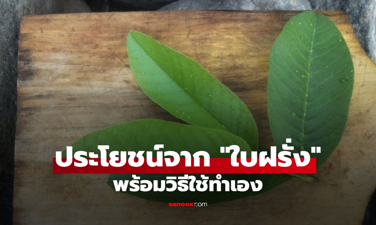 10 ประโยชน์จากใบฝรั่ง ลดสิว ลดกลิ่นปาก พร้อมวิธีใช้ทำเองได้ที่บ้าน