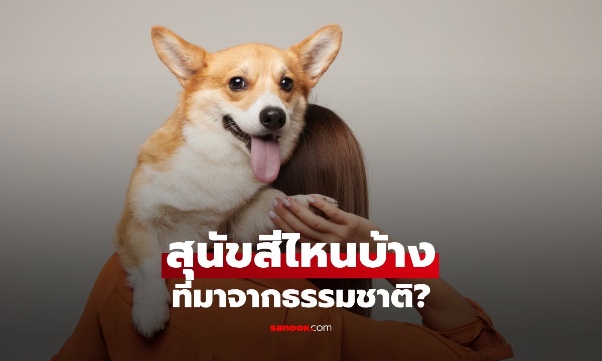 สุนัขสีไหนบ้างที่มาจากธรรมชาติ เผยต้นกำเนิดสีขนที่ไม่ผ่านการดัดแปลง