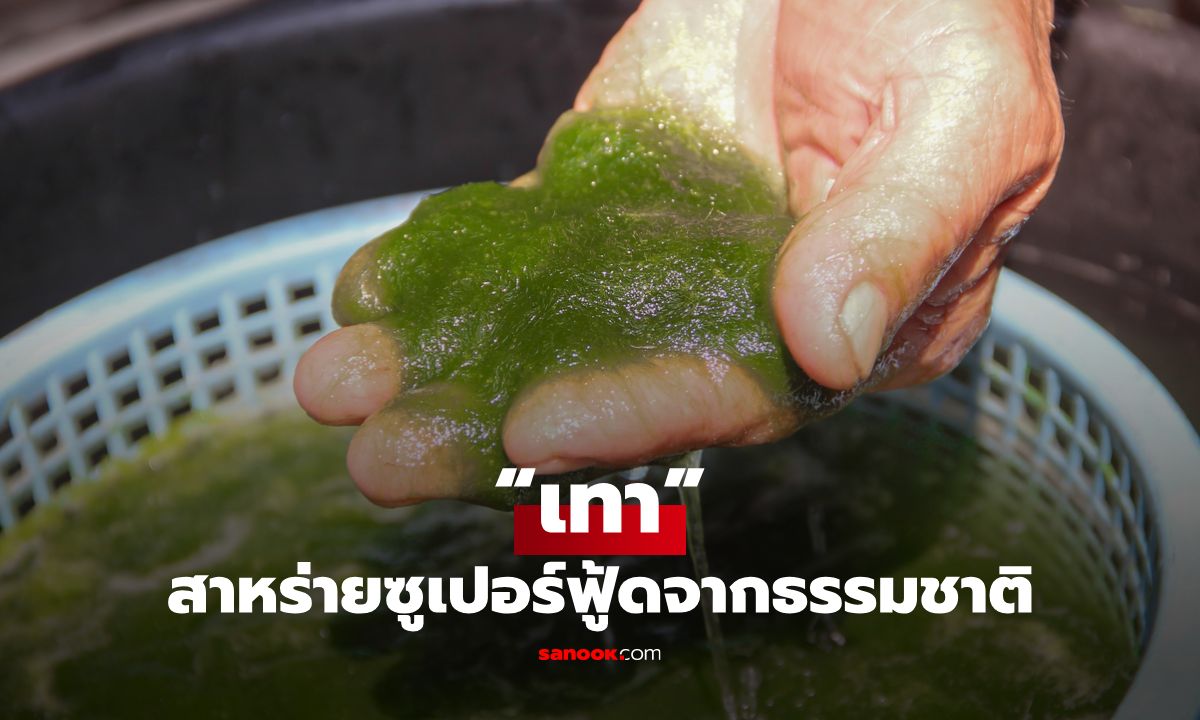 “เทา” สาหร่ายซูเปอร์ฟู้ดจากธรรมชาติ คุณค่าที่มากกว่าอาหารพื้นบ้าน