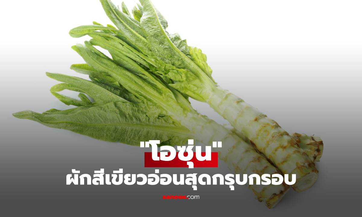รู้จัก "โอซุ่น" ประโยชน์ดี ๆ จากผักสีเขียวอ่อนสุดกรุบกรอบ ถูกใจสายหมาล่า