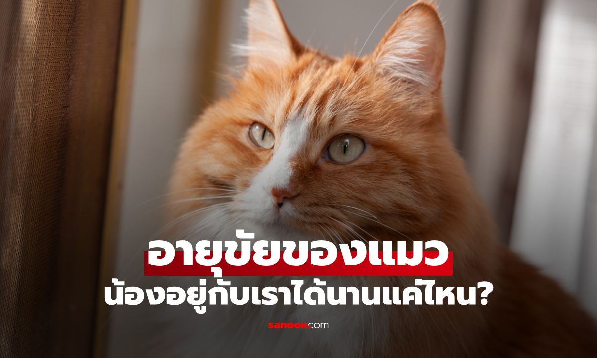 อายุขัยของแมว สัตว์เลี้ยงผู้ซื่อสัตย์อยู่กับเราได้นานแค่ไหน?