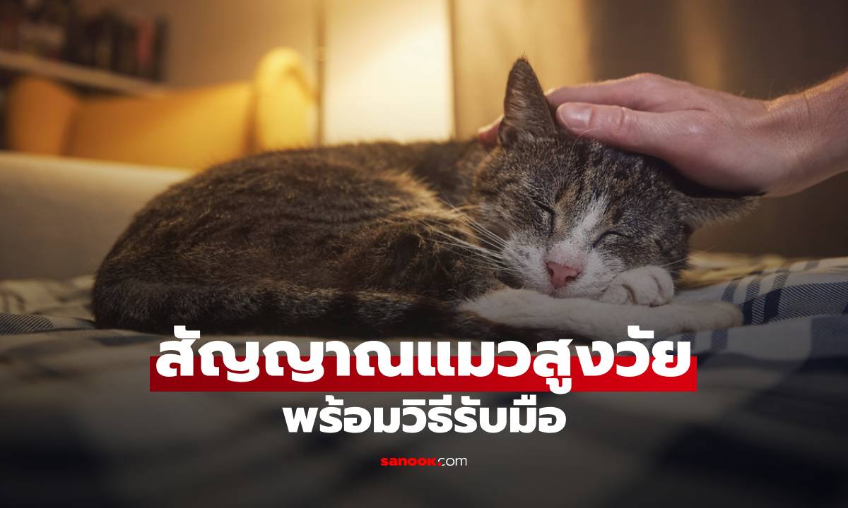 ทาสแมวต้องรู้! สัญญาณของแมวที่เข้าสู่วัยชรา ข้อบ่งชี้ของแมวสูงวัย พร้อมวิธีรับมือ