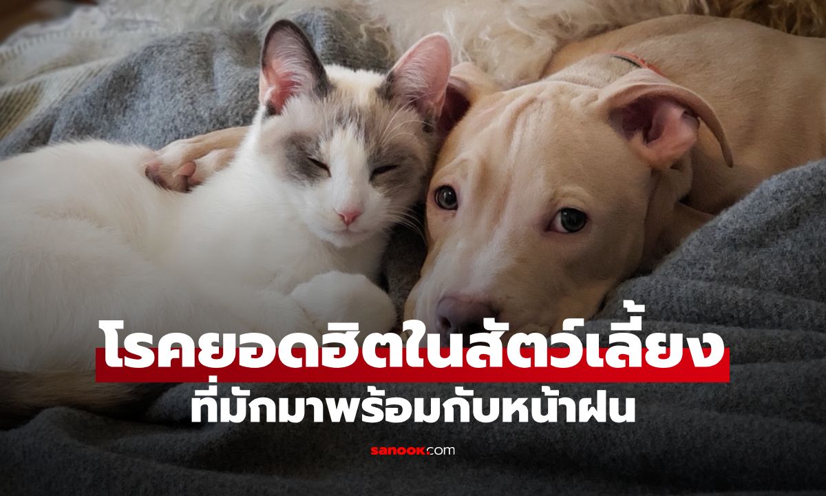 หน้าฝนต้องระวัง! 5 โรคยอดฮิตในสัตว์เลี้ยง ที่เจ้าของควรรู้และป้องกัน