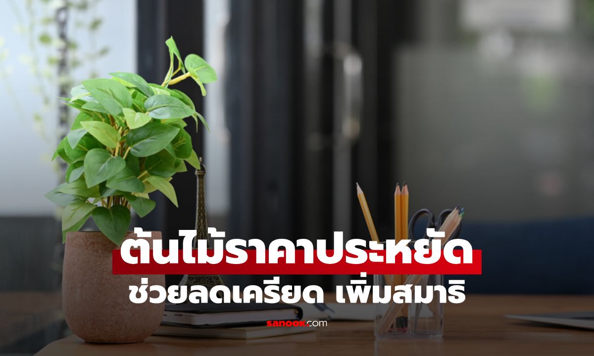 5 ต้นไม้ราคาประหยัด ช่วยลดเครียด เพิ่มสมาธิบนโต๊ะทำงาน