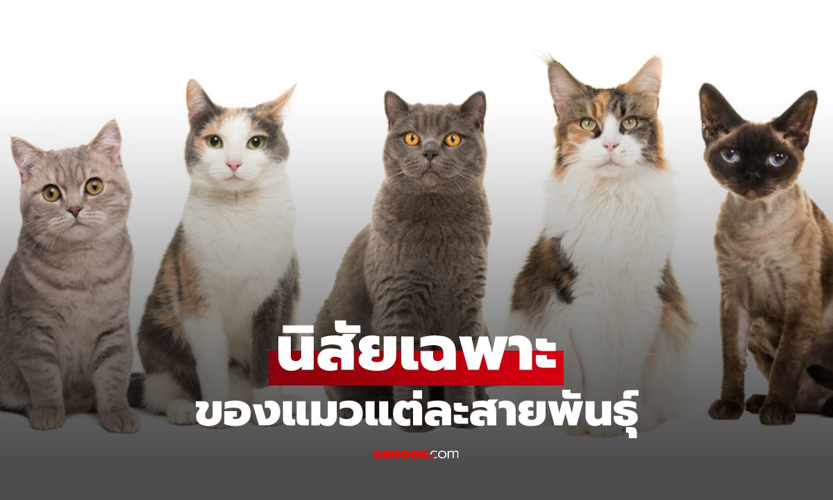 เปิดโลกเหมียว นิสัยเฉพาะตัวของแมวแต่ละสายพันธุ์ที่คุณอาจไม่เคยรู้!