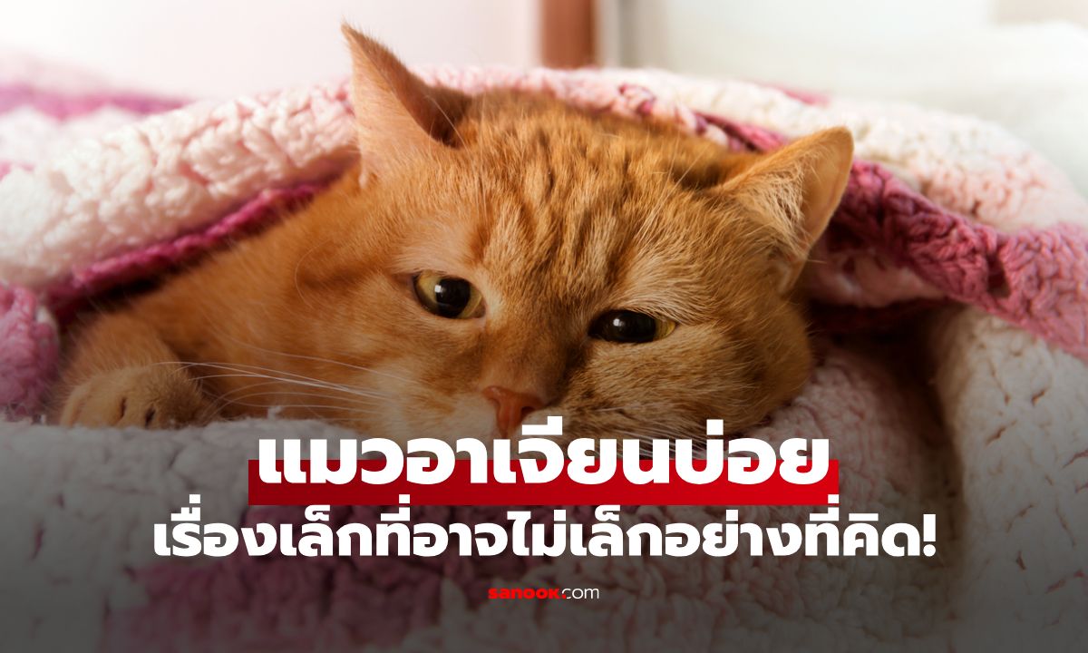 แมวอาเจียนบ่อย เกิดจากอะไร? เรื่องเล็กที่อาจไม่เล็ก!
