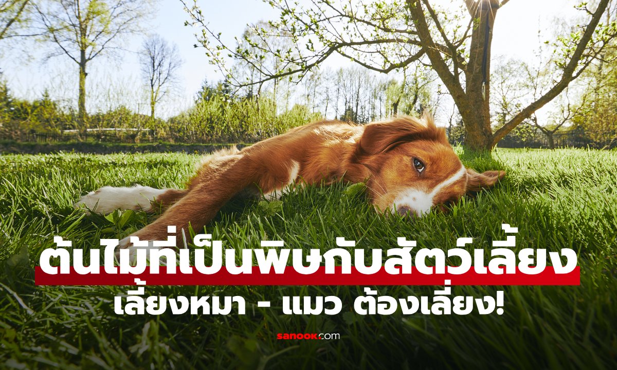 ต้นไม้ที่เป็นพิษกับสัตว์เลี้ยง บ้านไหนเลี้ยงหมา เลี้ยงแมว ต้องรู้ไว้!