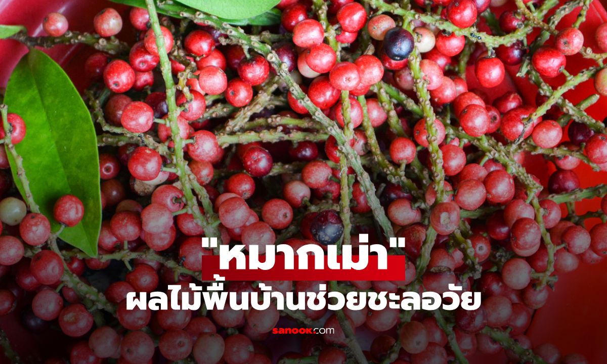 หมากเม่า ผลไม้พื้นบ้าน เสริมภูมิคุ้มกัน ชะลอวัยแบบไม่ง้อสารเคมี