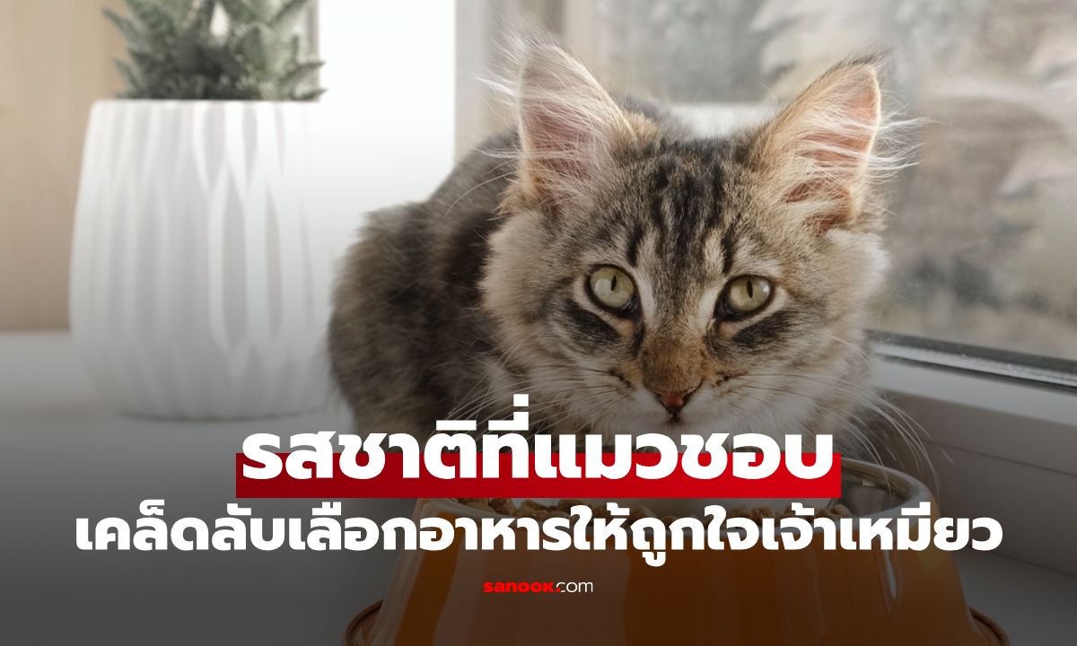 ล้วงลึก! รสชาติที่แมวชอบ และเคล็ดลับการเลือกอาหารให้ถูกใจเจ้าเหมียว