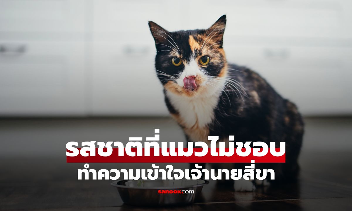 รสชาติที่น้องแมวไม่ชอบ เข้าใจ "ผู้เลือกกิน" เพื่อความสุขของเจ้านายสี่ขา