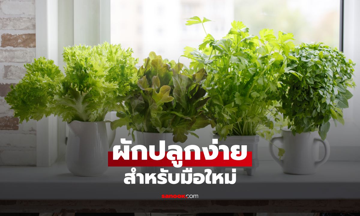 ผักปลูกง่ายใช้เวลาน้อย เหมาะสำหรับมือใหม่และคนมีเวลาน้อย