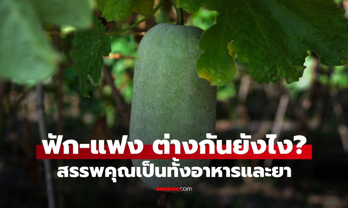 ฟัก กับ แฟง ต่างกันยังไง? สมุนไพรคู่คนไทย สรรพคุณเป็นทั้งอาหารและยา