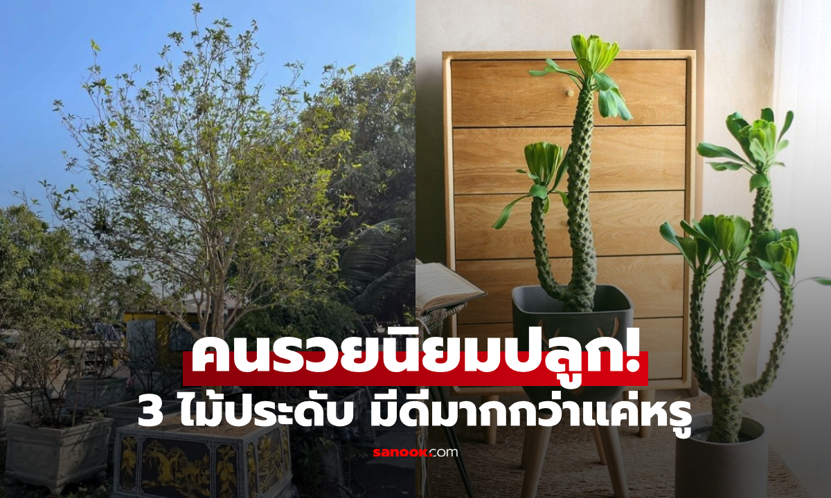 3 ไม้ประดับ "คนรวยชอบปลูก" มากกว่าดอกไม้ ไม่ใช่แค่หรูหรา แต่ดีต่อสุขภาพและจิตใจ!