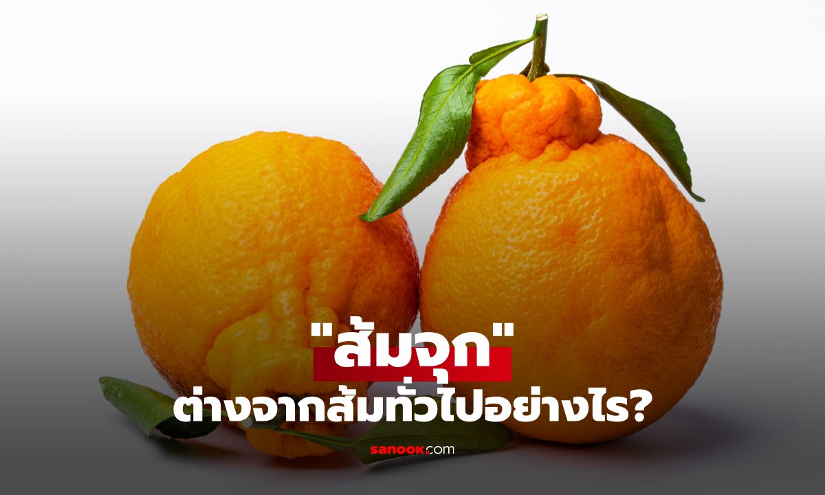 “ส้มจุก” คืออะไร ต่างจากส้มทั่วไปอย่างไร พร้อมประโยชน์และวิธีเลือก