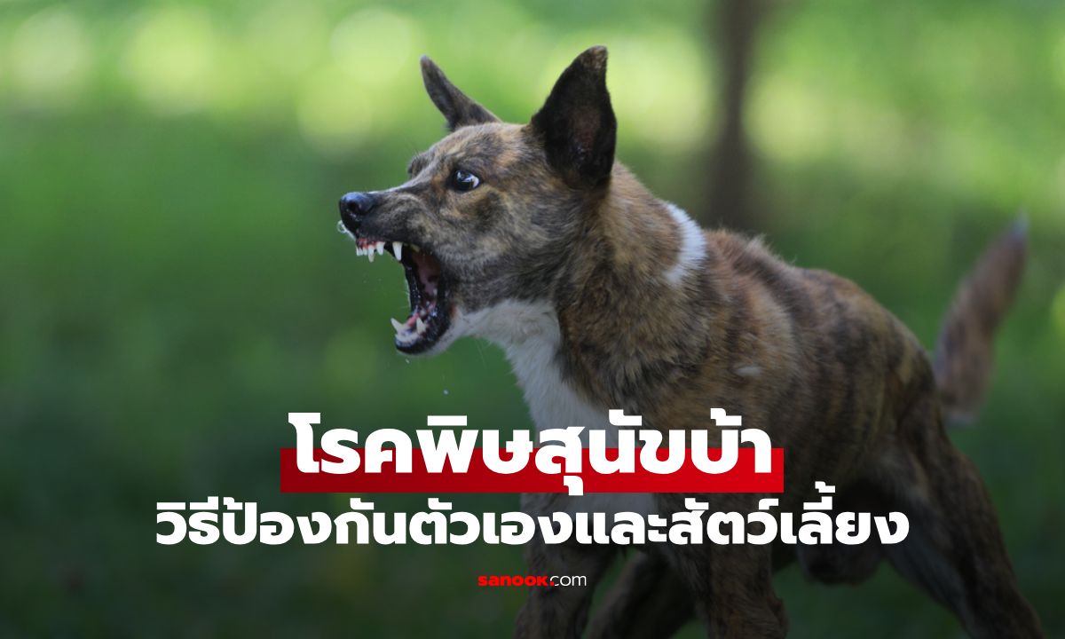 เมื่อโรคพิษสุนัขบ้าระบาด ดูแลตัวเองและสัตว์เลี้ยงอย่างไรให้ปลอดภัย