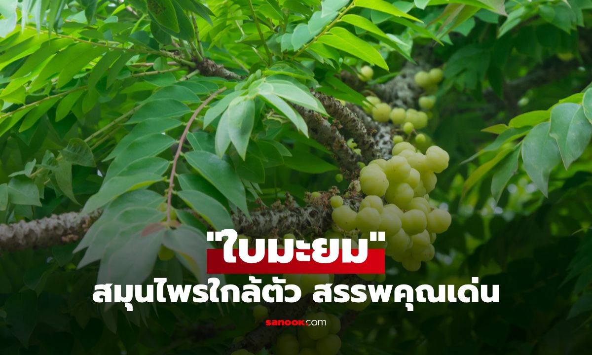 สรรพคุณเด่นของใบมะยม สมุนไพรใกล้ตัวเพื่อผิวเนียนนุ่ม ลดกลิ่นเท้า