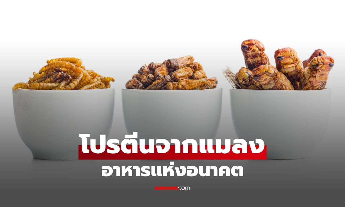 โปรตีนจากแมลง อาหารแห่งอนาคต เผยประโยชน์และความปลอดภัย