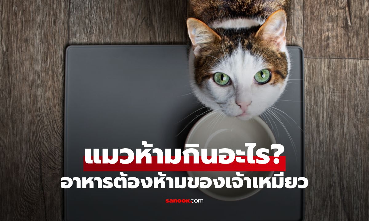 แมวห้ามกินอะไร? อาหารต้องห้าม! ที่ทาสแมวต้องรู้ ก่อนให้เจ้าเหมียวเสี่ยงตายโดยไม่รู้ตัว