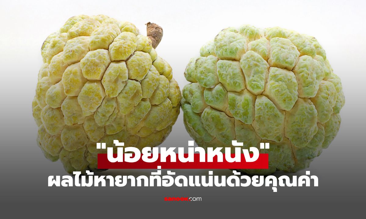 "น้อยหน่าหนัง" หรือ "น้อยหน่าทองคำ" ผลไม้หายากที่อัดแน่นด้วยคุณค่า