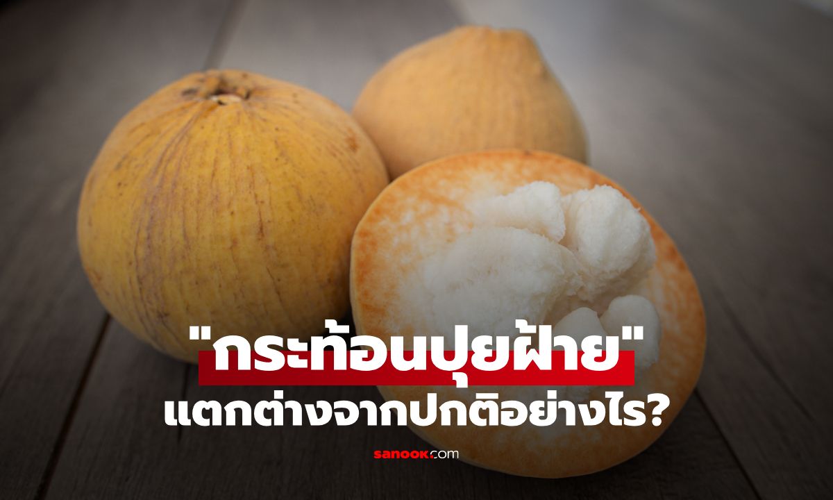 "กระท้อนปุยฝ้าย" แตกต่างจากปกติอย่างไร พร้อมคุณประโยชน์ที่ซ่อนไว้มากมาย