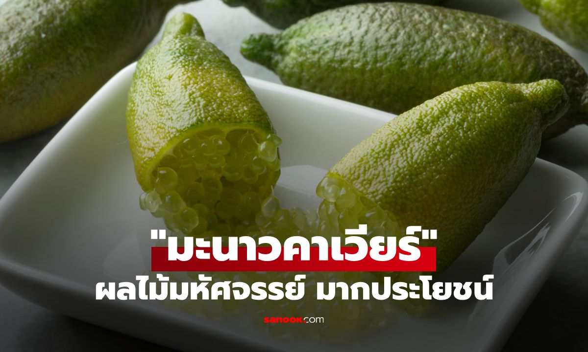 "มะนาวคาเวียร์" ผลไม้มหัศจรรย์ เพิ่มรสชาติ อุดมด้วยคุณประโยชน์