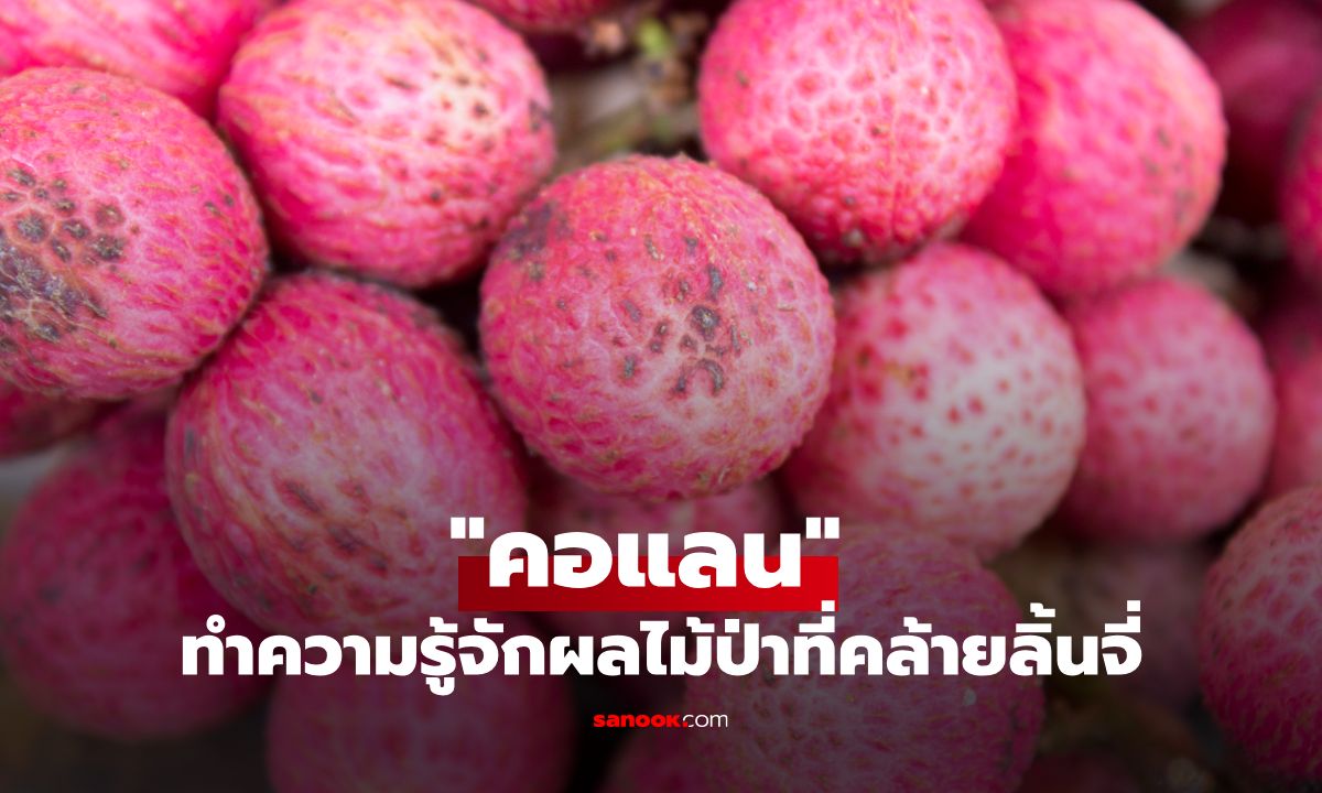 "คอแลน" ผลไม้ป่ารสเปรี้ยวอมหวานคล้ายลิ้นจี่ ที่อุดมด้วยประโยชน์
