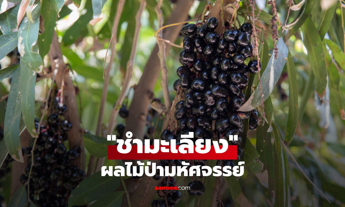 "ชำมะเลียง" ผลไม้ป่ามหัศจรรย์ รสชาติหวานปนฝาด พร้อมคุณประโยชน์ดีต่อสุขภาพ