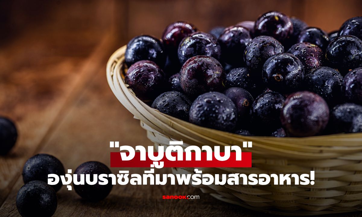 "จาบูติกาบา" องุ่นบราซิล ผลไม้ประหลาดที่ออกผลตามลำต้น