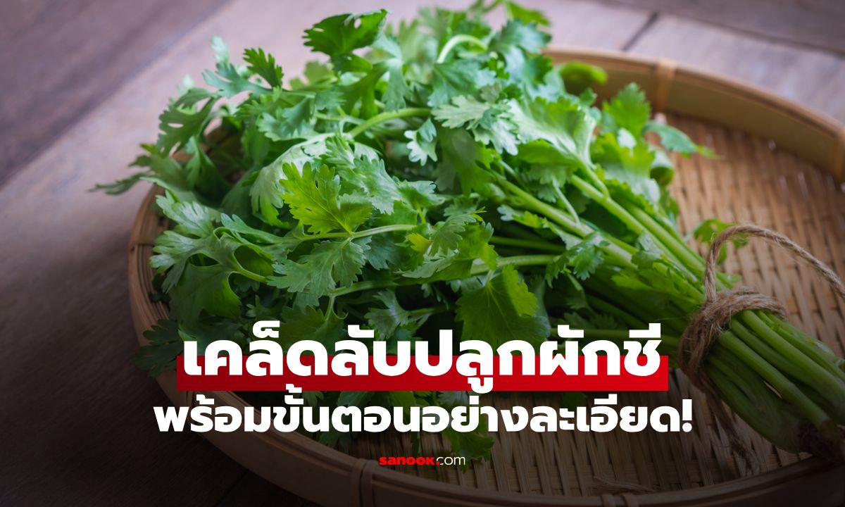 ปลูกผักชีง่ายๆ เคล็ดลับปลูกผักสวนครัวจากเมล็ด